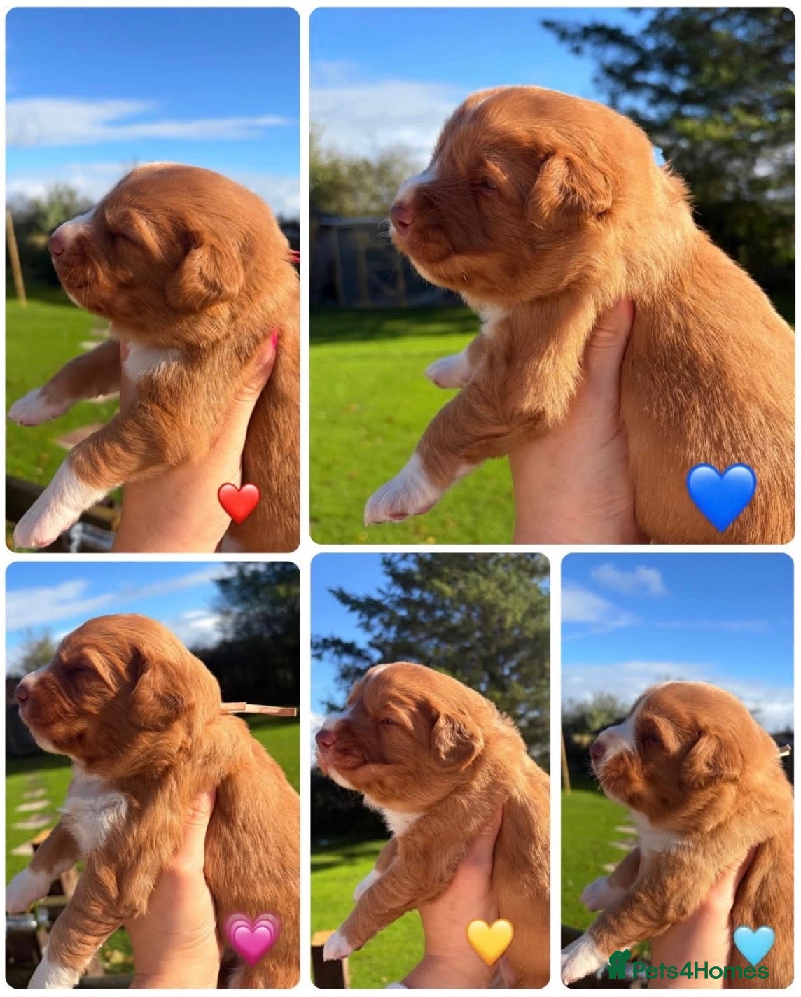 Nova Scotia Duck Tolling Retriever dogs OUTSTANDING LITTER OF NSDTR PUPS. - Advert 18