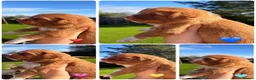 Nova Scotia Duck Tolling Retriever dogs for sale: OUTSTANDING LITTER OF NSDTR PUPS. - Advert 1