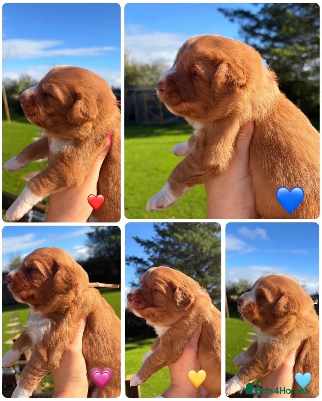 Nova Scotia Duck Tolling Retriever dogs for sale: OUTSTANDING LITTER OF NSDTR PUPS. - Advert 1