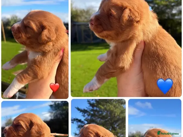 Nova Scotia Duck Tolling Retriever dogs for sale: OUTSTANDING LITTER OF NSDTR PUPS. - Advert 6
