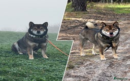 Japanese Shiba Inu dogs for stud: Handsome BOY ready for STUD duties  - Advert 2