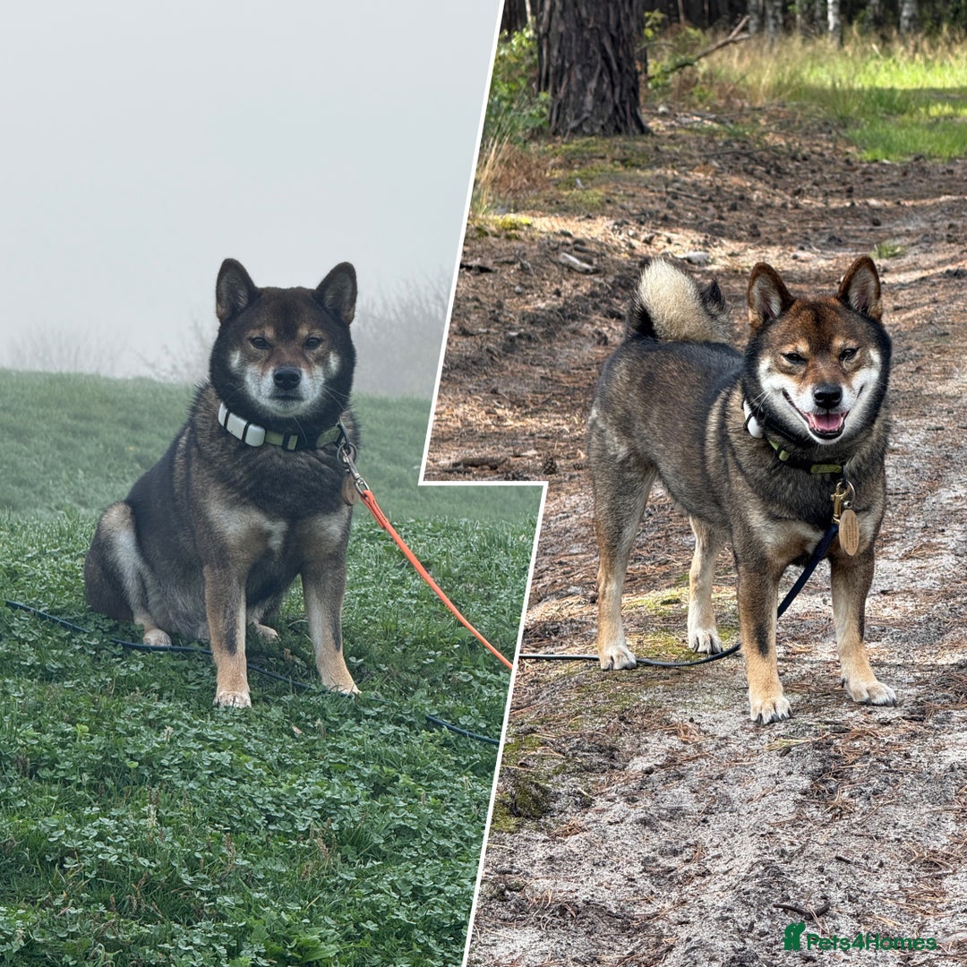 Japanese Shiba Inu dogs for stud: Handsome BOY ready for STUD duties  - Advert 2