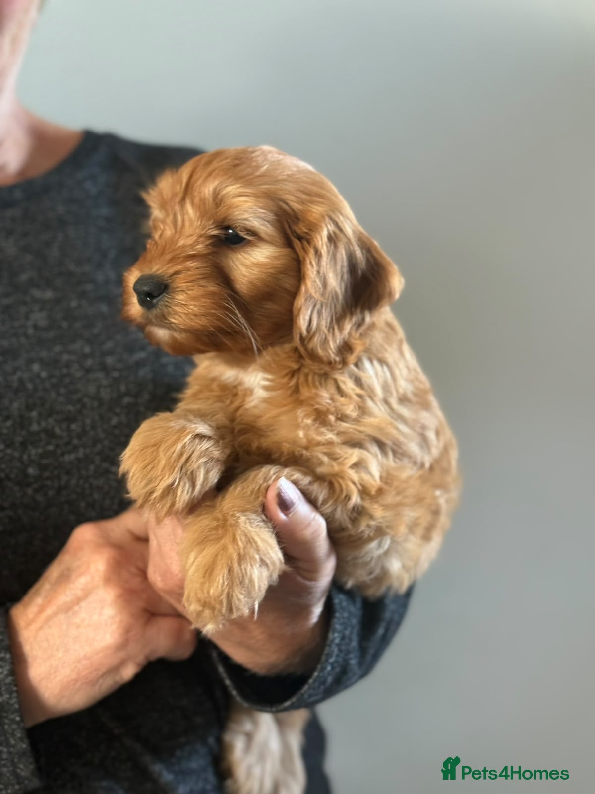 Cockapoo dogs F1b cockapoos - Advert 1