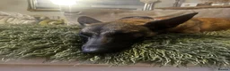 Belgian Shepherd Dog dogs for sale: Belguim shepherd Mali  in Maidstone - Advert 3
