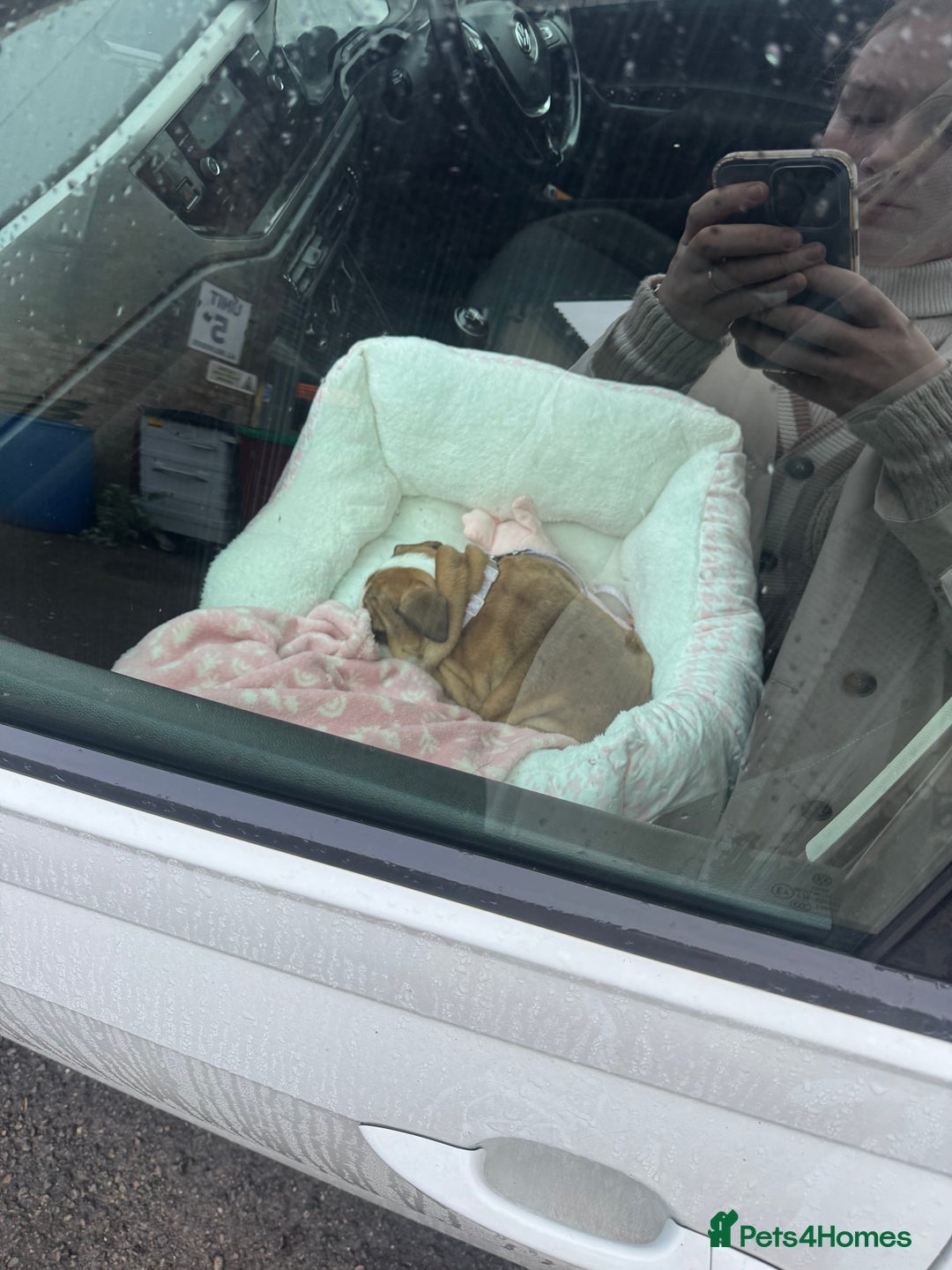 English Bulldog dogs for sale: English Bulldog Puppies🩵🩷 - Advert 8