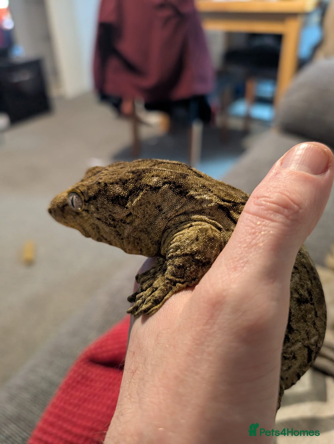 Gecko reptiles for sale: Leachianus gecko female - Image 4