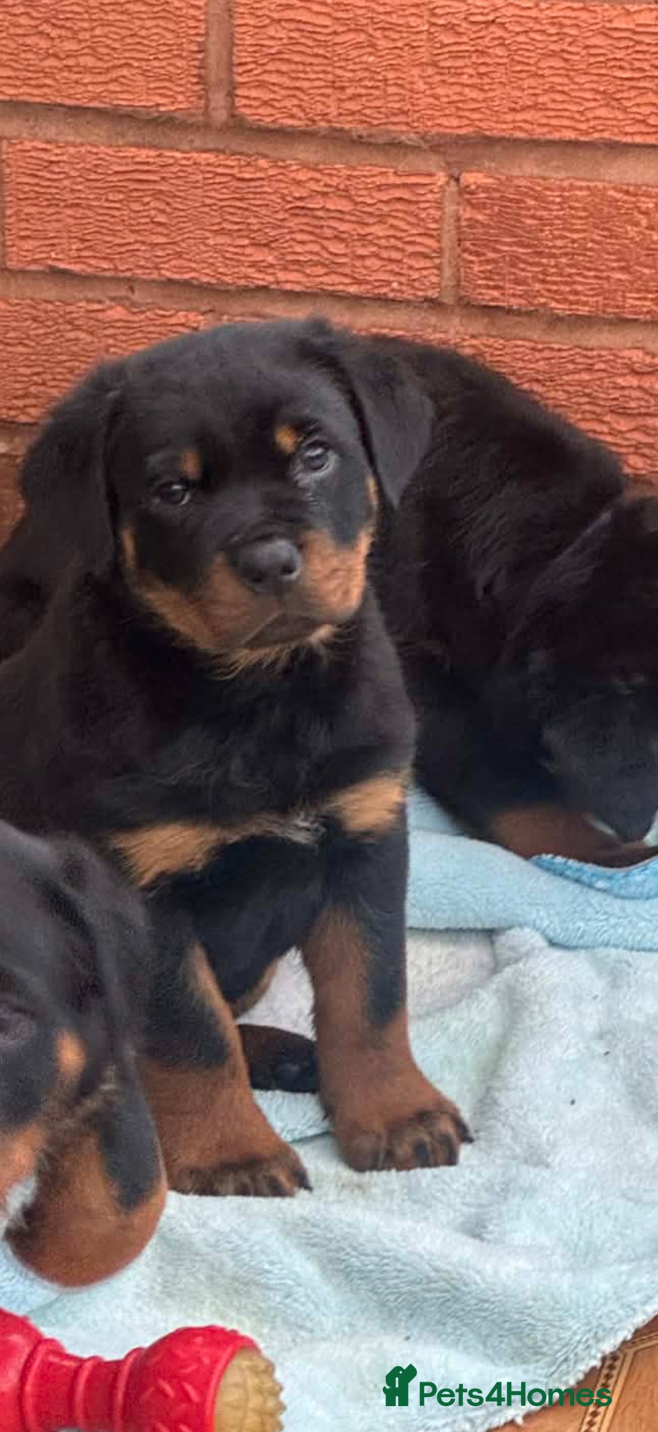 Rottweiler dogs Rottweiler Last Boy available  - Advert 5