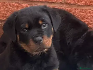 Rottweiler dogs Rottweiler Last Boy available - Advert 6
