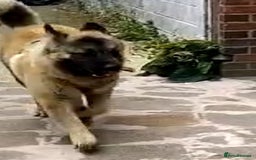 Caucasian Shepherd Dog dogs for sale: Caucasian Shepherd Female 1 Year and 10 months - Image 16