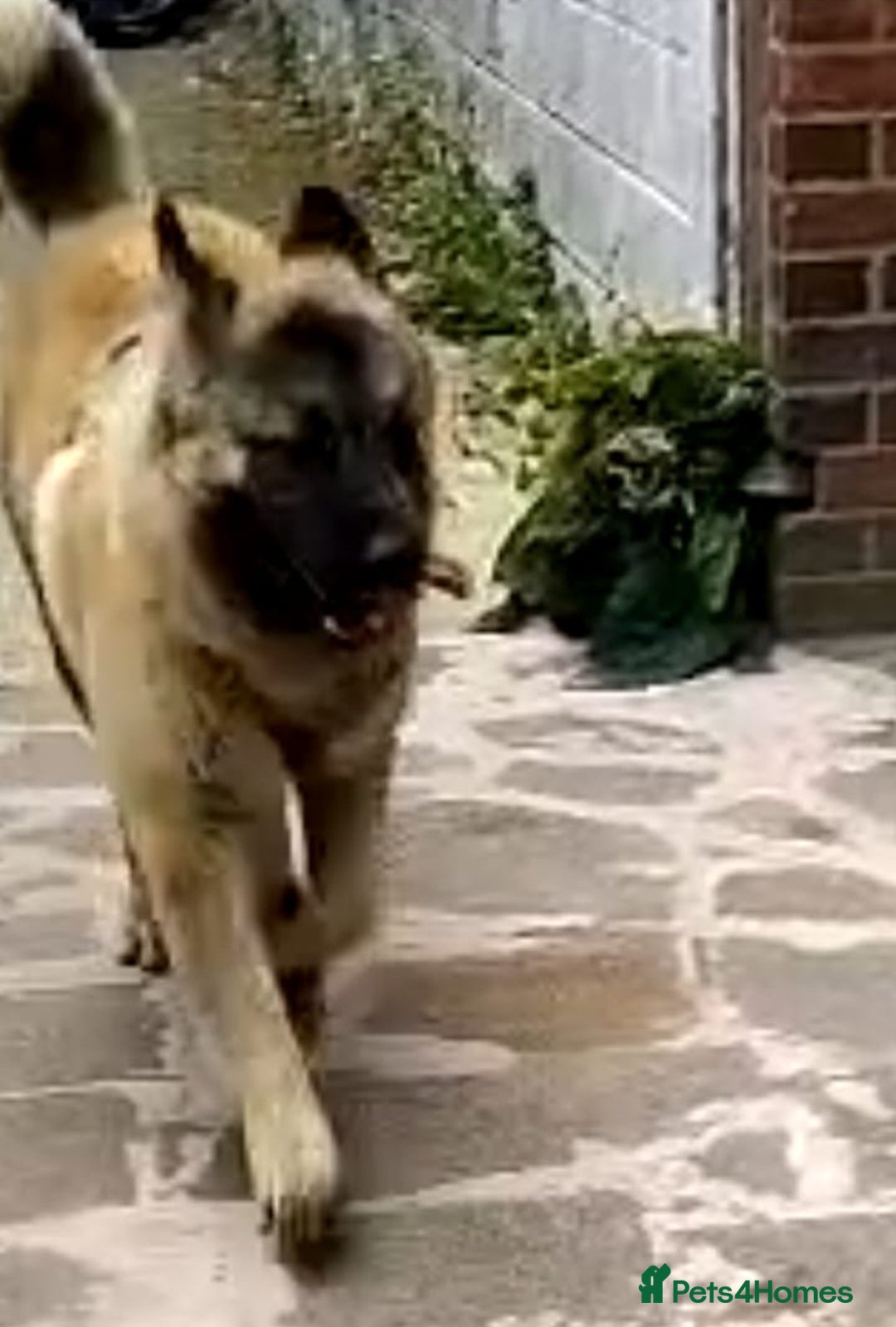 Caucasian Shepherd Dog dogs for sale: Caucasian Shepherd Female 1 Year and 10 months - Image 16