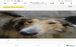 Mixed Breed dogs for sale: Lovely rough collie and border collie pups  - Image 8