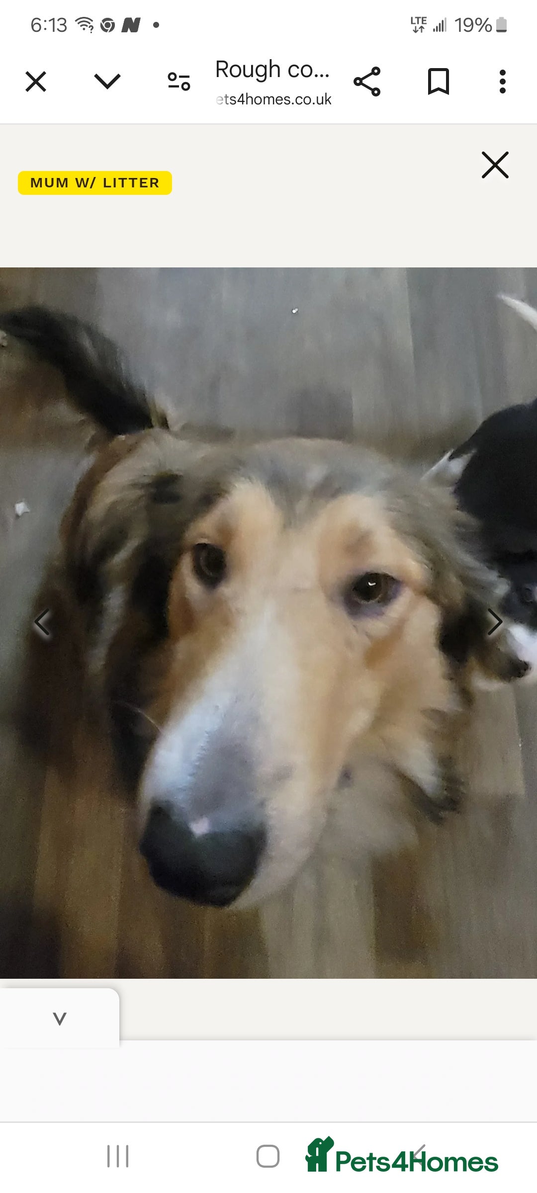 Mixed Breed dogs for sale: Lovely rough collie and border collie pups  - Image 8