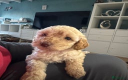 Cavapoo dogs for sale: Cavapoo puppies 1 male 1 female left - Image 2