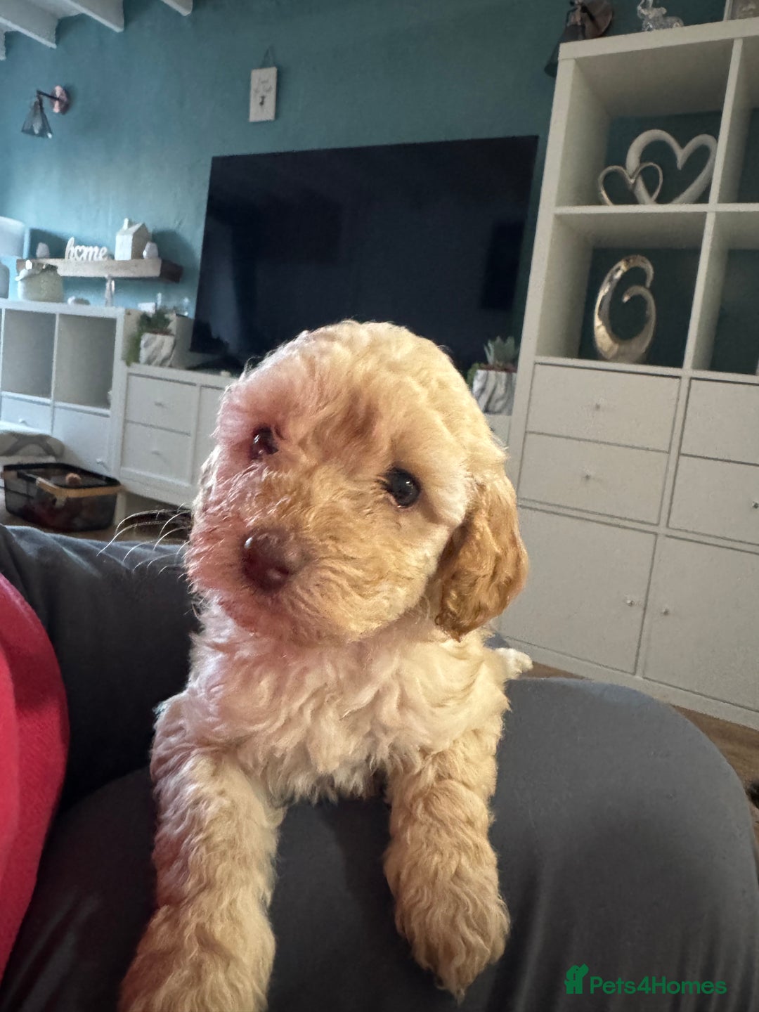 Cavapoo dogs for sale: Cavapoo puppies 1 male 1 female left - Image 2