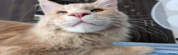 Maine Coon cats for sale: Beautiful Mainecoon cat (comes with everything)  - Advert 9