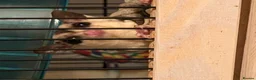Sugar Glider rodents for sale: 2 sugar gliders - Advert 3