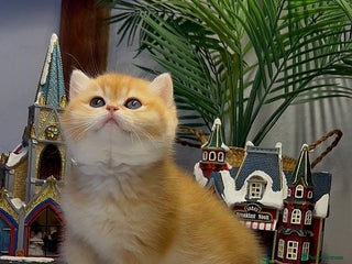 British Shorthair cats 🧿Luxurious Exclusive Golden BSH girl ready20.12 ✨ - Advert 1