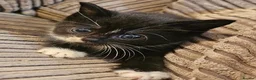 Domestic Shorthair cats for adoption: Bonded Rescue Kittens Looking for a Forever Home - Advert 11