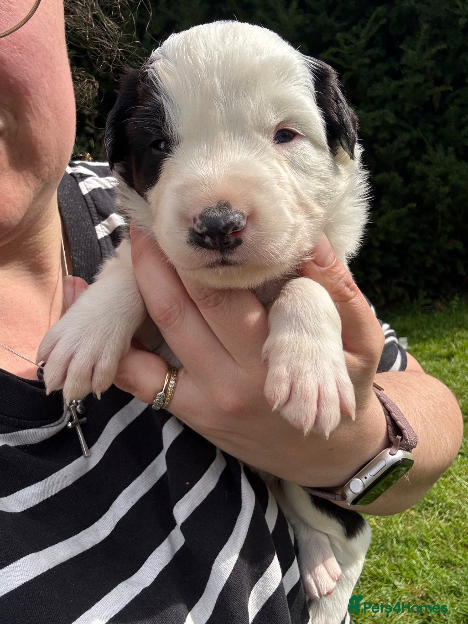 Mixed Breed dogs Beautiful Huntaway X Collie Pups  - Advert 2