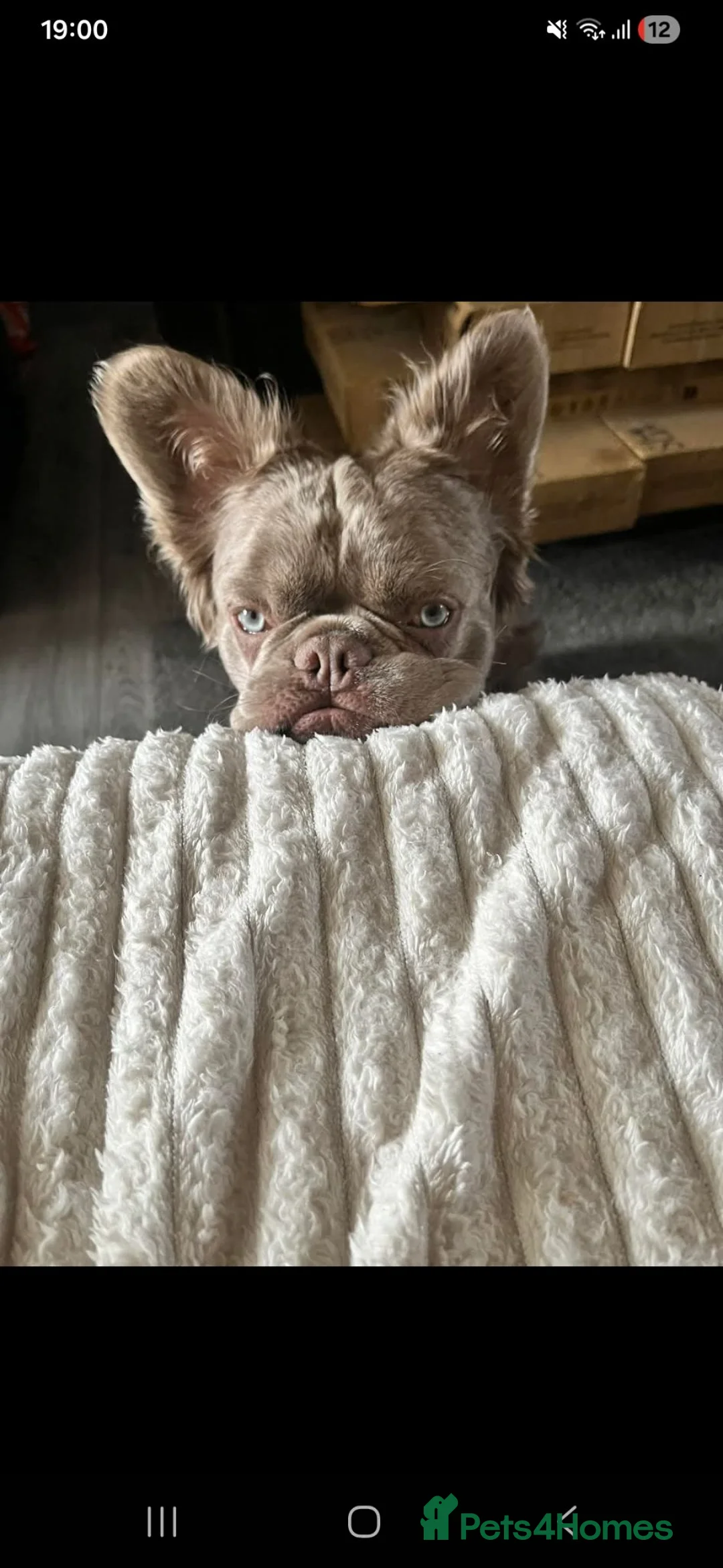 French Bulldog dogs for sale: French bulldog puppies  - Advert 2