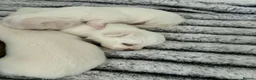 Chihuahua dogs for sale: Beautiful apple head chihuahuas  in Neath - Advert 4
