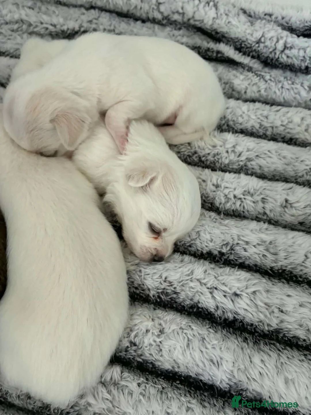 Chihuahua dogs for sale: Beautiful apple head chihuahuas  in Neath - Advert 4