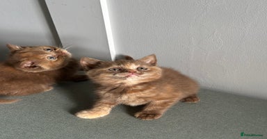 British Shorthair cats - Advert 16