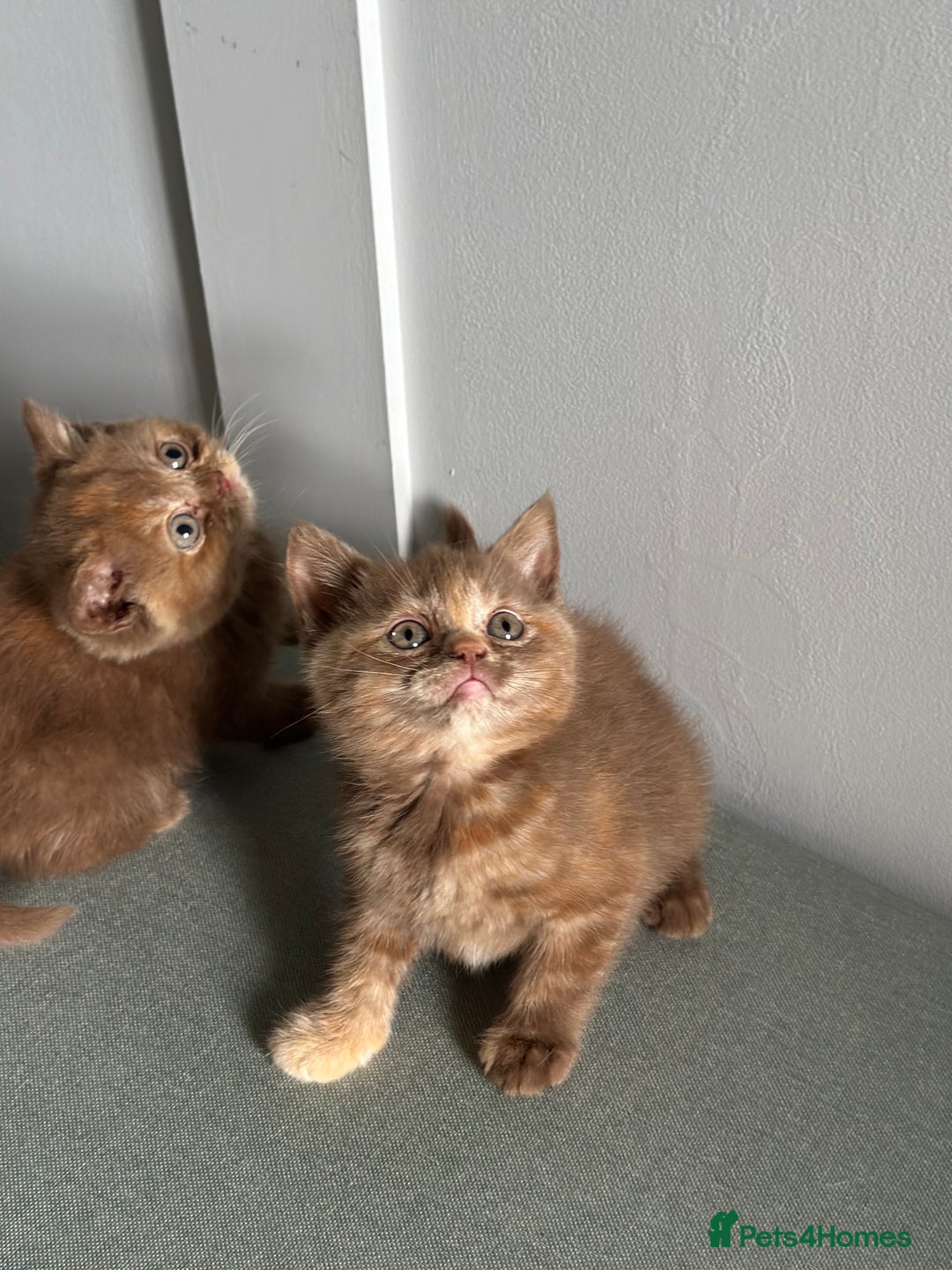 British Shorthair cats for sale: 🌈Beautiful Full Pedigree British Shorthairs 🌈🐱 - Image 3