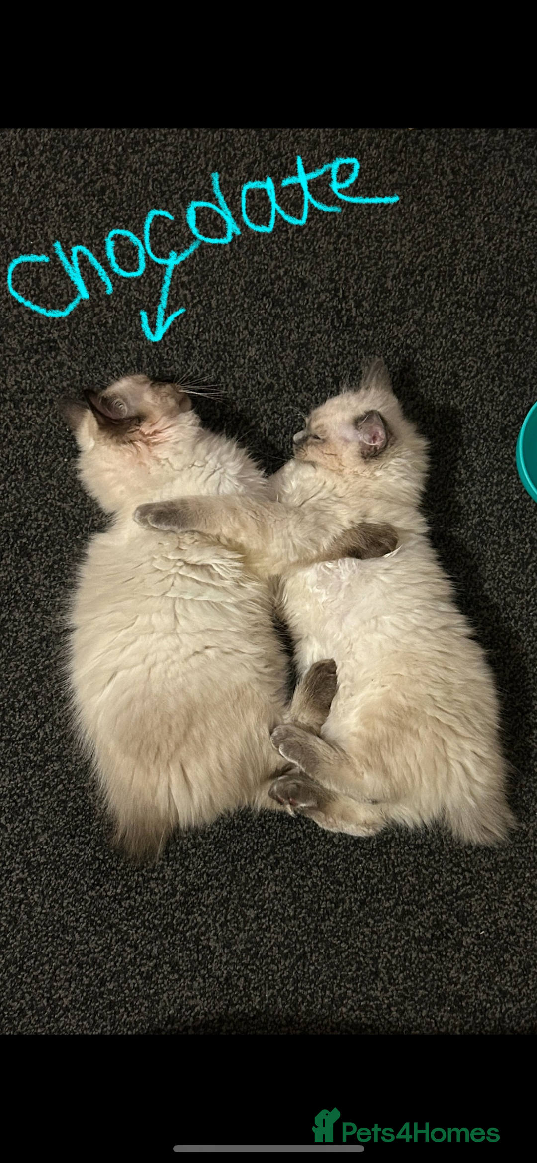 Ragdoll cats for sale: Ragdoll kittens - male - Advert 22