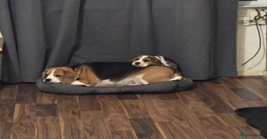 Beagle dogs - Advert 15