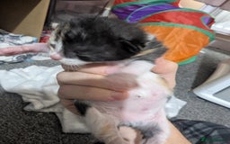 Mixed Breed cats for sale: Beautiful kittens - Image 10