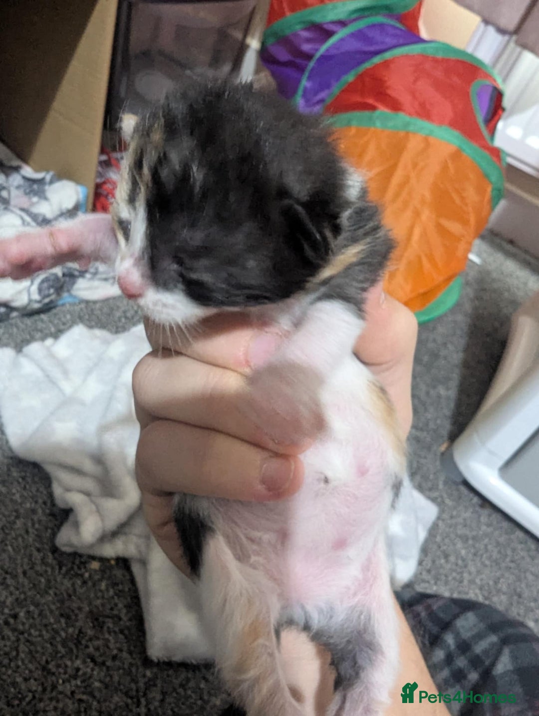 Mixed Breed cats for sale: Beautiful kittens - Image 10
