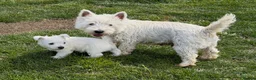 West Highland Terrier dogs for sale: Cute & Bouncy Westie Babes  - Advert 21