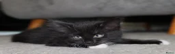 Turkish Angora cats for sale: Turkish Angora Mix Kittens - Advert 24