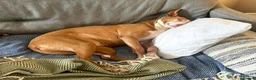 Ibizan Hound dogs for adoption: Kiara - a sweet low energy girl - Advert 5