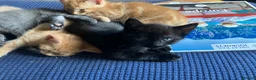Mixed Breed cats for sale: 1 ginger male 1 gray female  - Advert 6