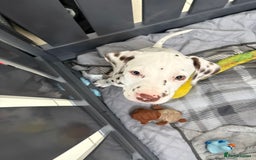 Dalmatian dogs for sale: 1 DALMATIAN LEFT READY NOW - Image 6