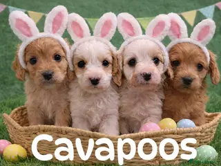 Cavapoo dogs Cavapoo F1 puppies Manchester - Advert 12