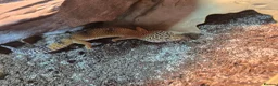 Leopard Gecko reptiles for sale: 2 albino leopard geckos and full enclosure  - Advert 10