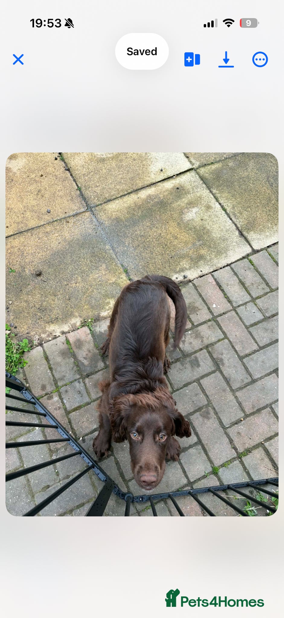 Sprocker dogs for sale: Benji  - Advert 1