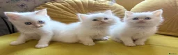 Mixed Breed cats for sale: Ragdoll x Persian  - Advert 9