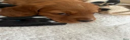 Cocker Spaniel dogs for sale: Adorable cocker Spaniel Puppy - Advert 5