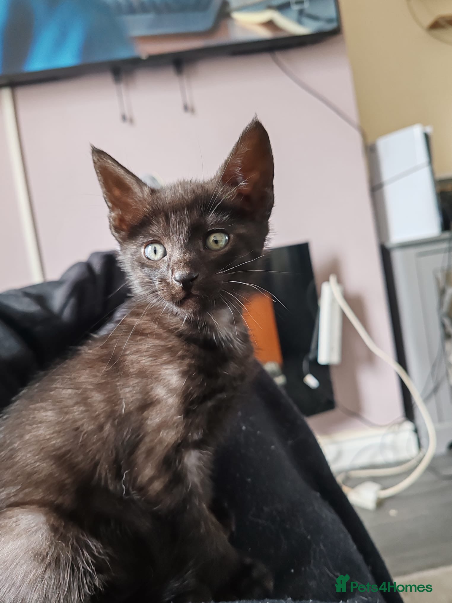 Mixed Breed cats Savannah mixed kittens - Advert 1