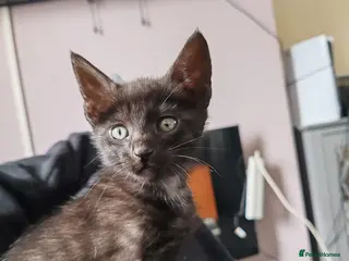 Mixed Breed cats Savannah mixed kittens - Advert 1