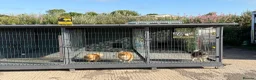 Pomeranian dogs for stud: STORMZY STUD  - Advert 3