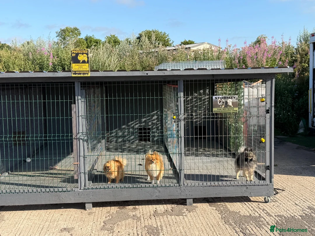 Pomeranian dogs for stud: STORMZY STUD  - Advert 3