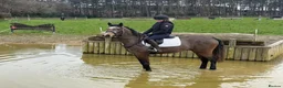 Connemara horses for sale: 15hh Connemara  - Advert 4