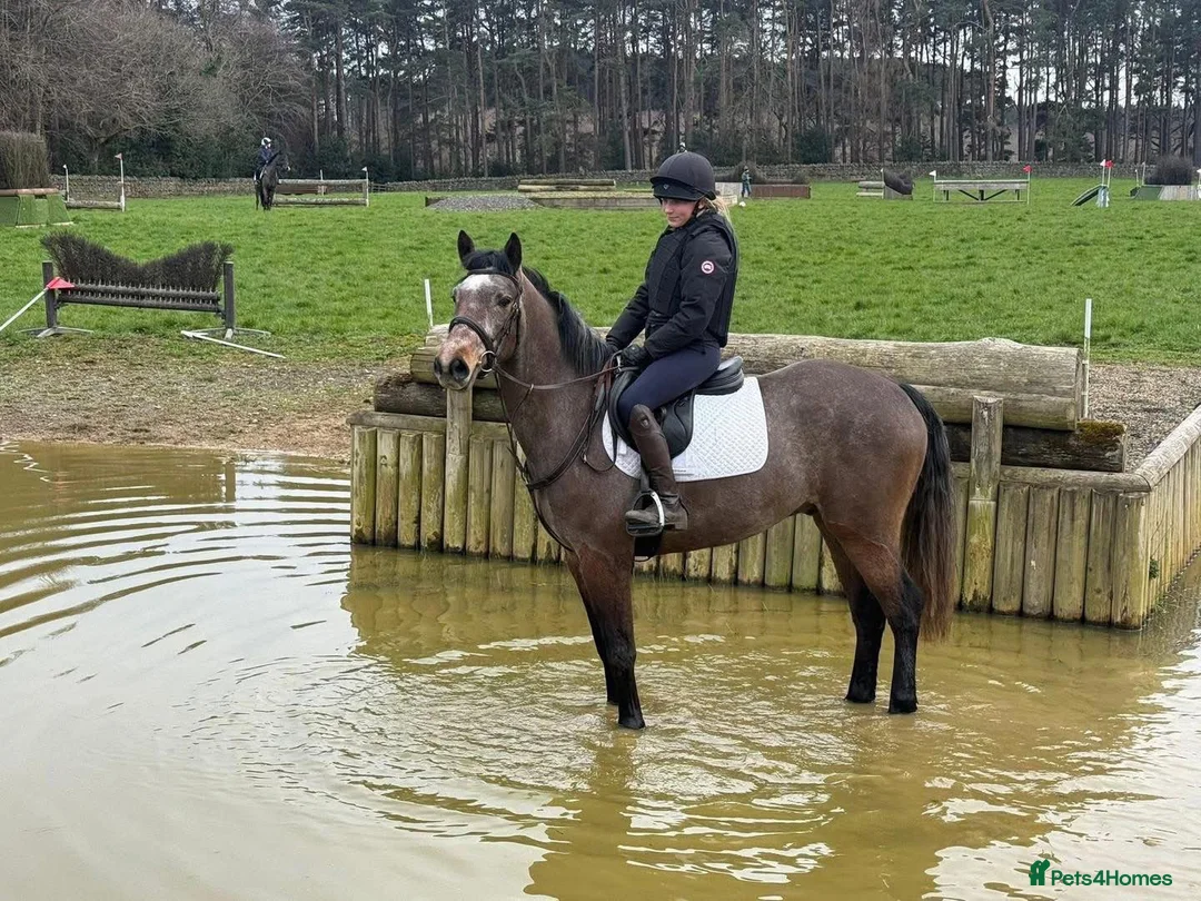 Connemara horses for sale: 15hh Connemara  - Advert 4