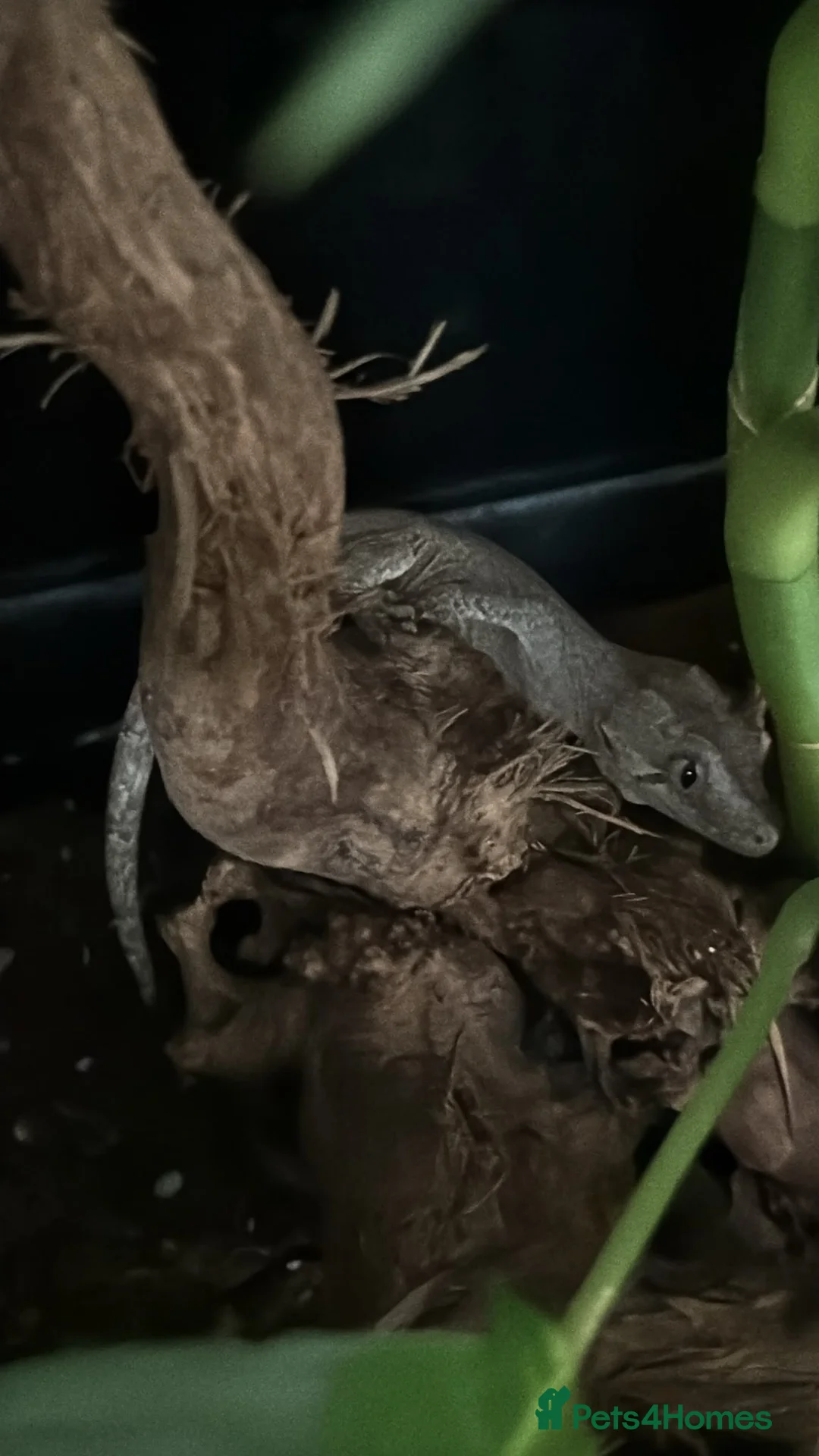 Gecko reptiles for sale: Gecko  in Manchester - Advert 1