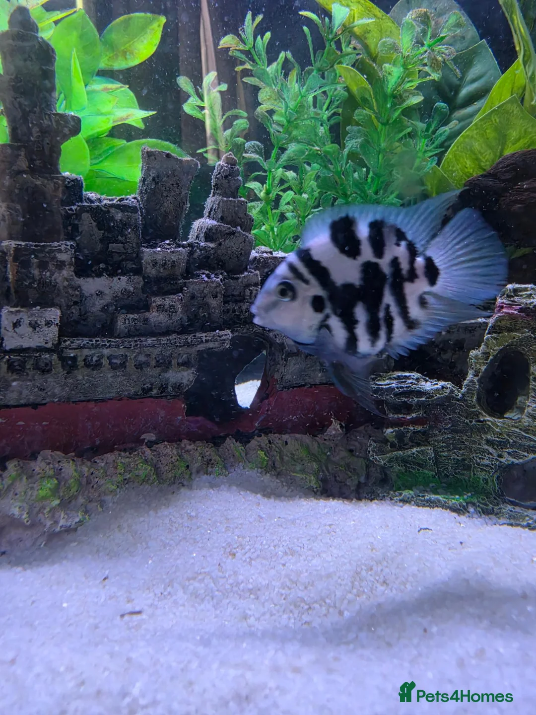 Cichlids fish for sale: Blue polar parrot  in Christchurch - Advert 1